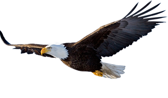 eagle1 eagle1